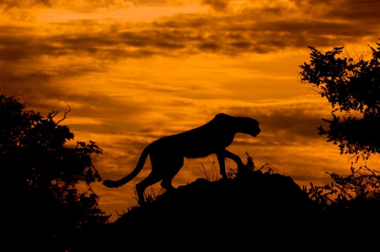 Cheetah searching