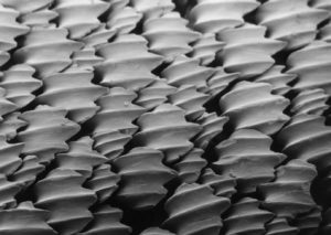 Denticules_cutanés_du_requin_citron_Negaprion_brevirostris_vus_au_microscope_électronique_à_balayage