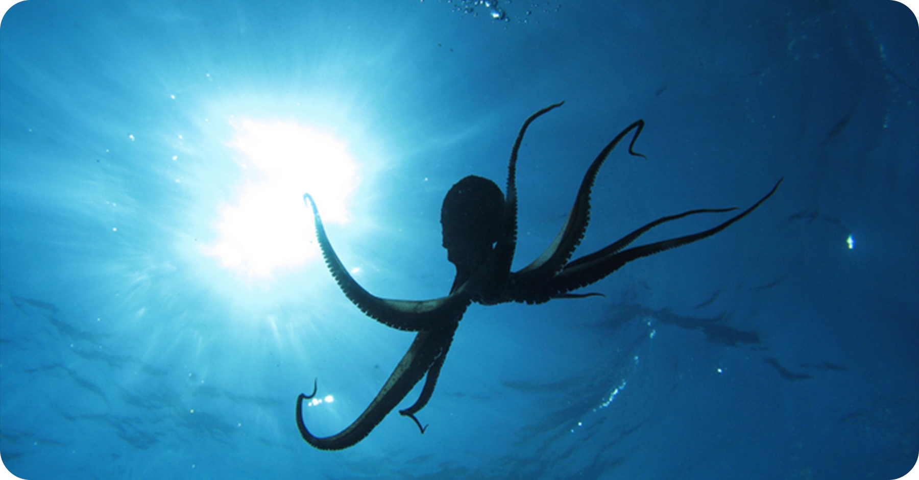 Key Takeaways from DTIM 2025: Why Companies Must Move Like an Octopus