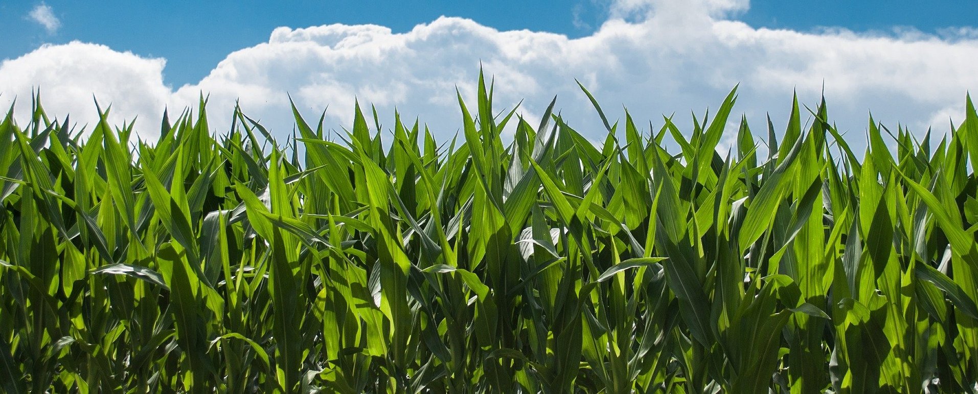 Bioplastics: ready for prime-time?